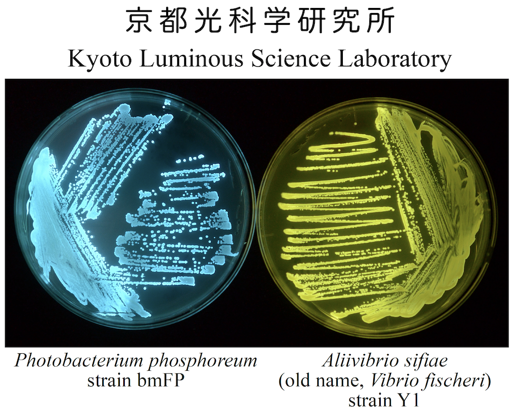 Kyoto Luminous Science Laboratory (KLSL) 